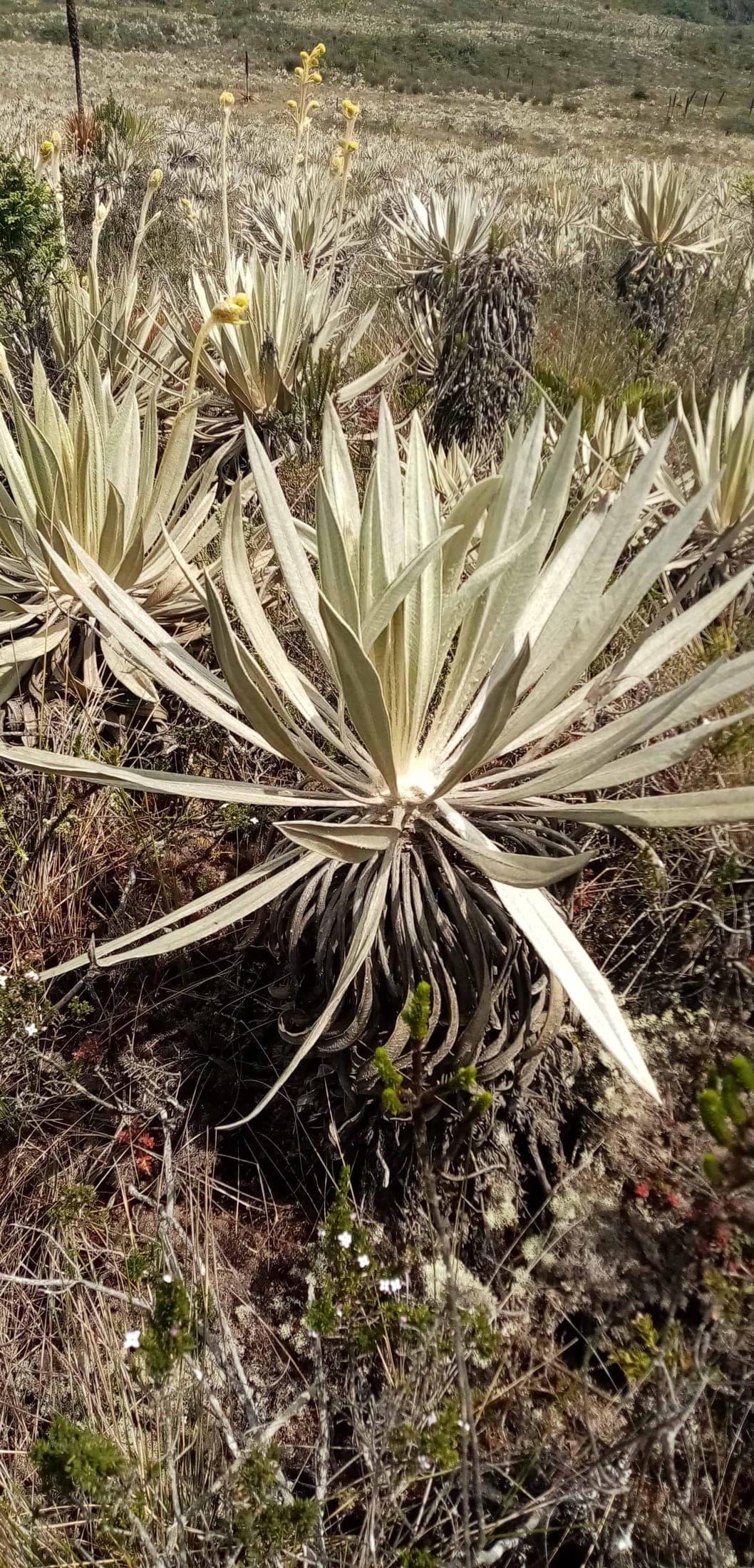 Frailejones del paramo