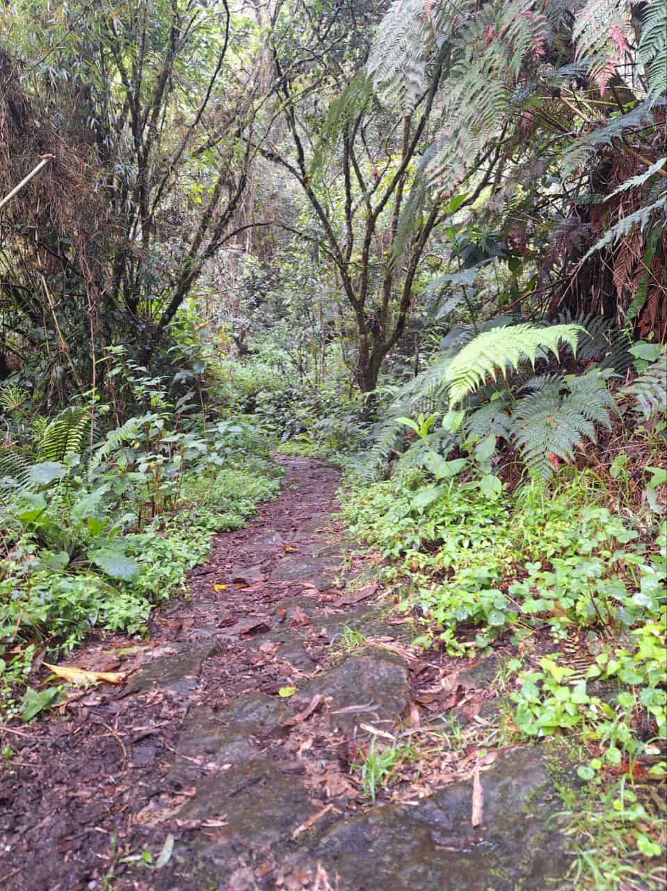 Sendero en el bosque de niebla
