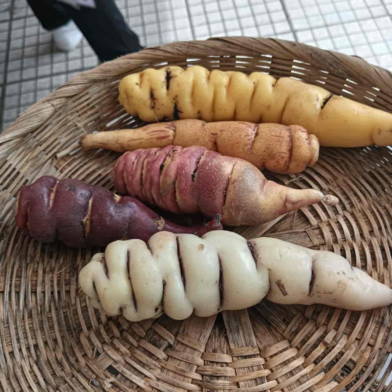 Cultivos tradicionales