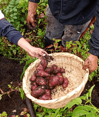 Experiencia en la huerta ancestral