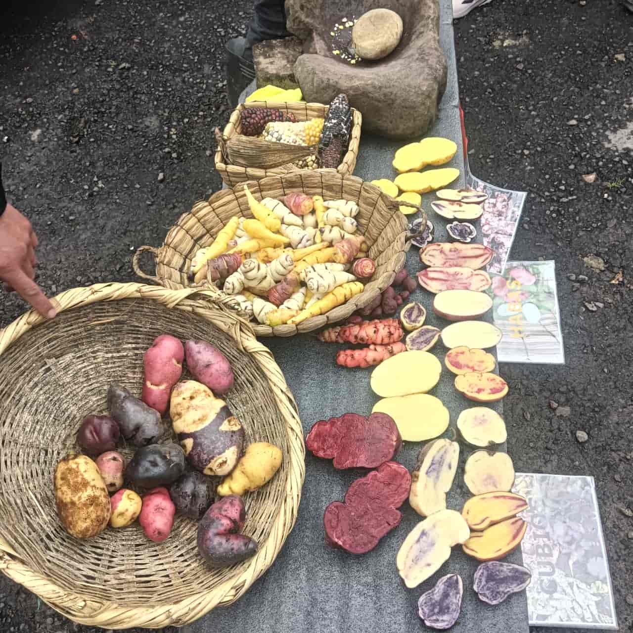 Variedades de papas nativas y cubios