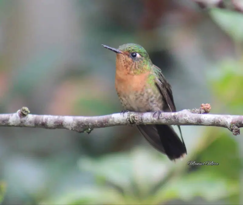 Aves del Bosque