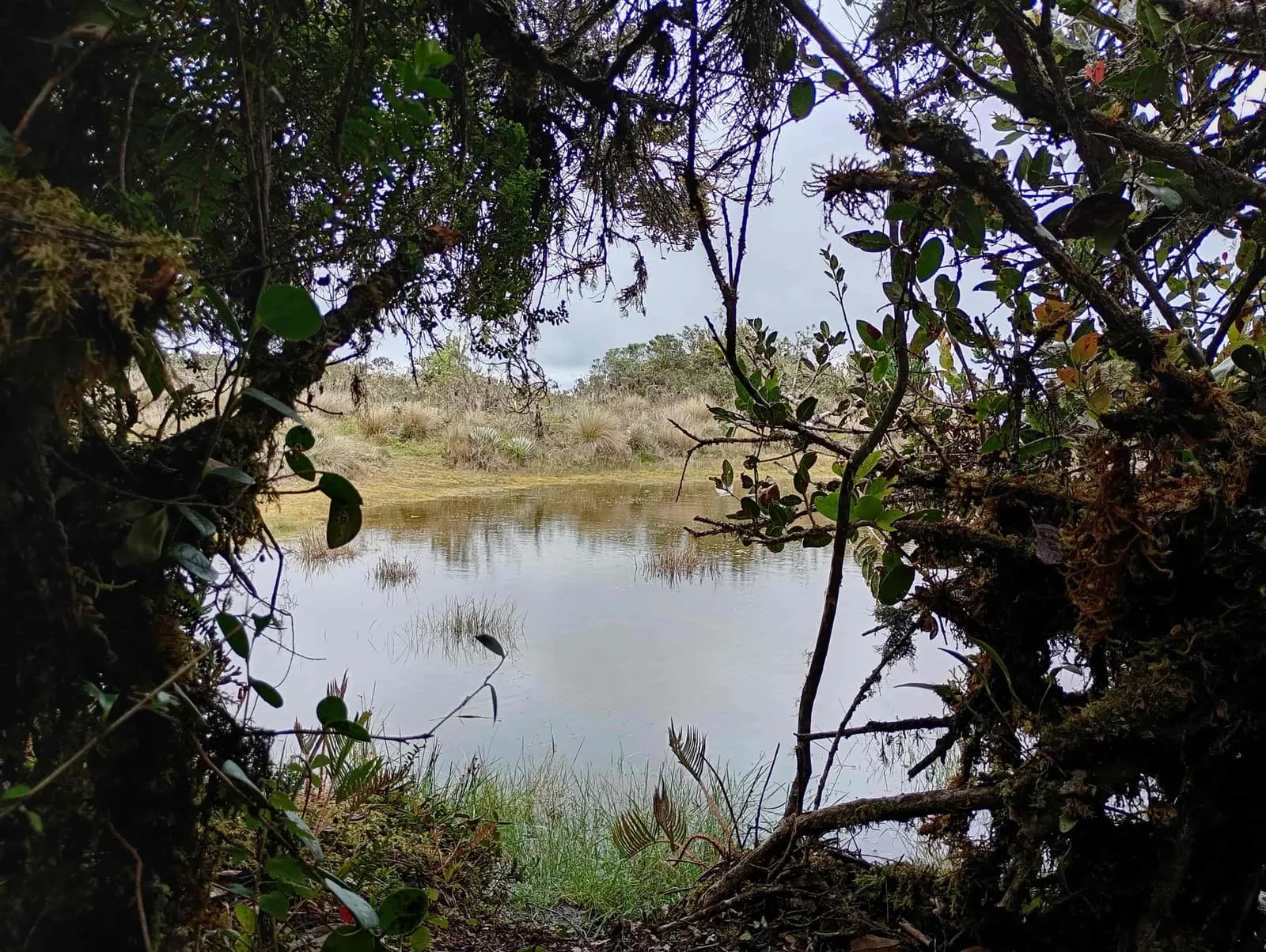 Laguna Guaskua