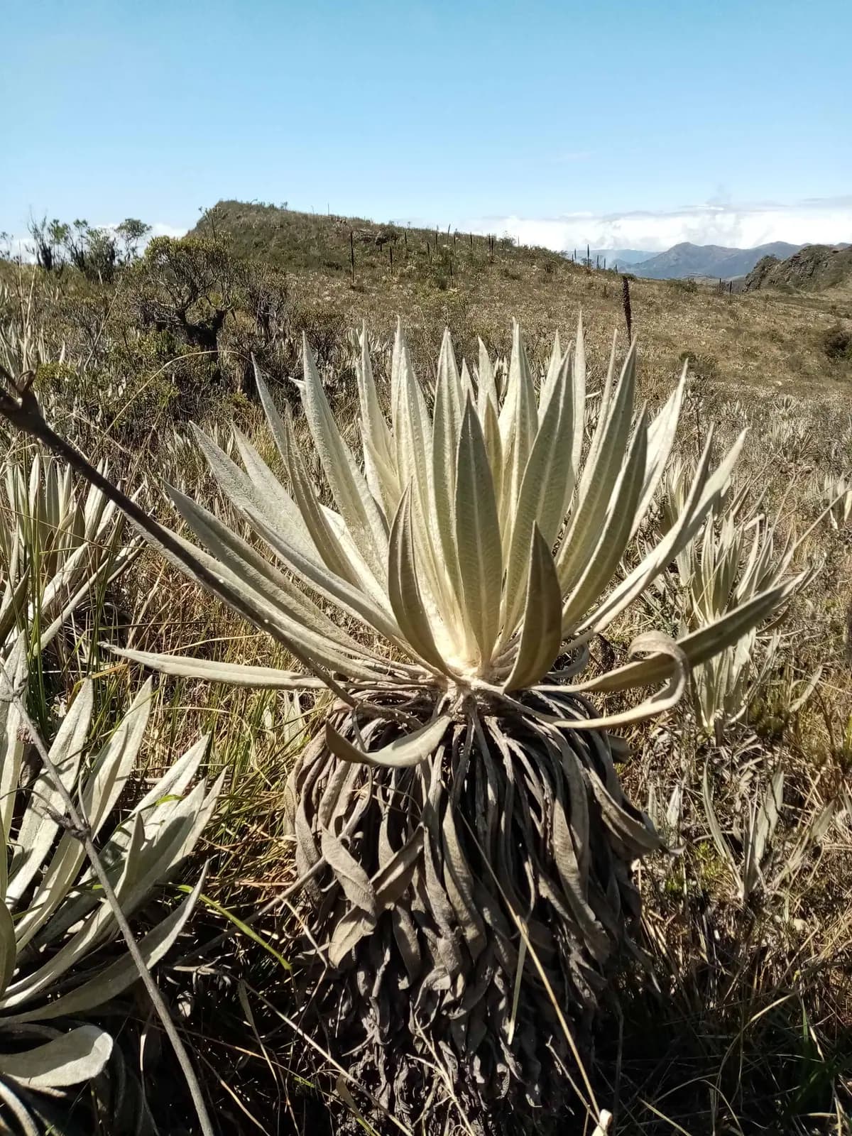 Frailejones del Paramo