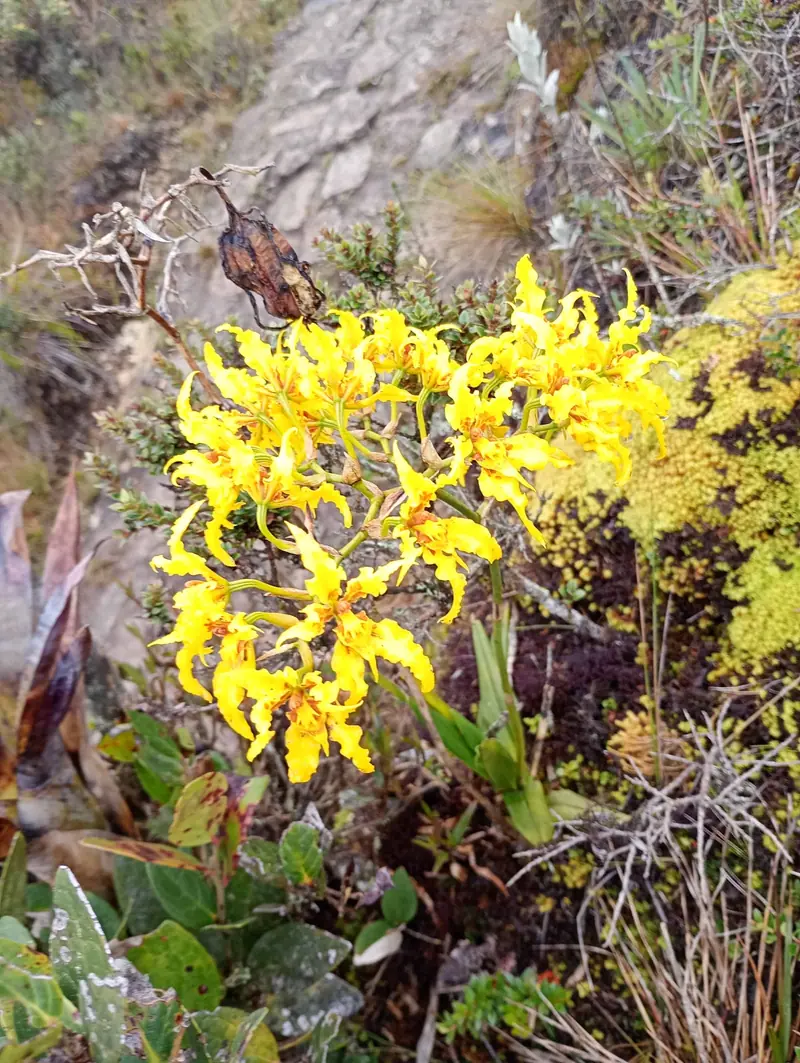 Orquideas silvestres
