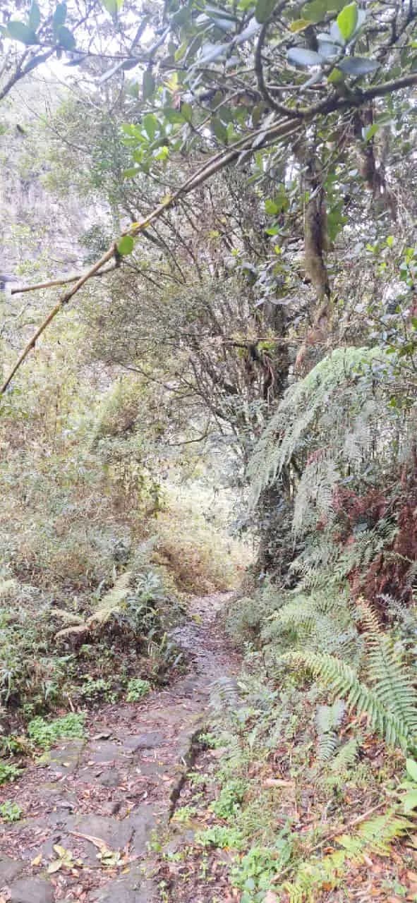 Bosque de Niebla