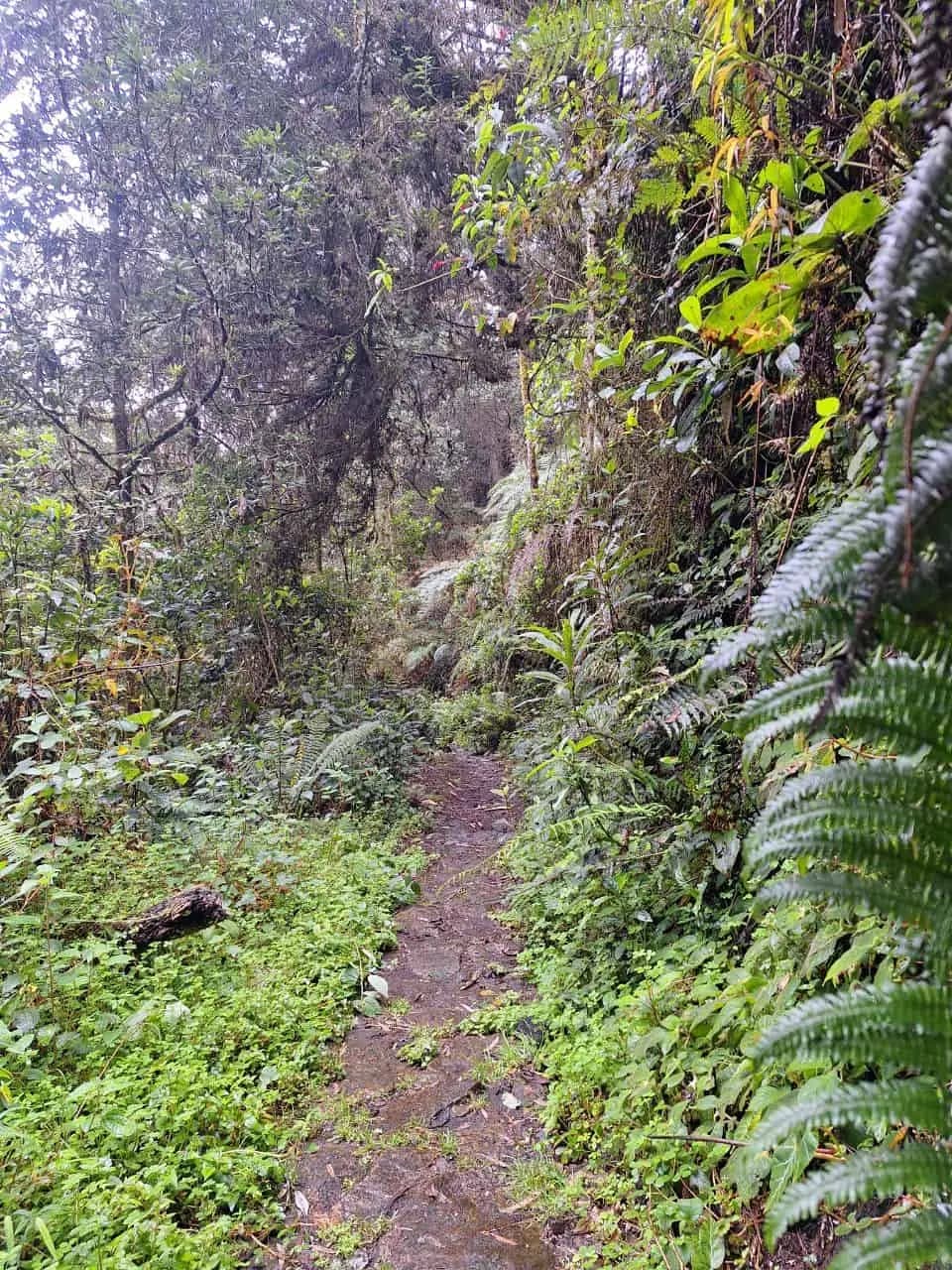 Sendero en el bosque