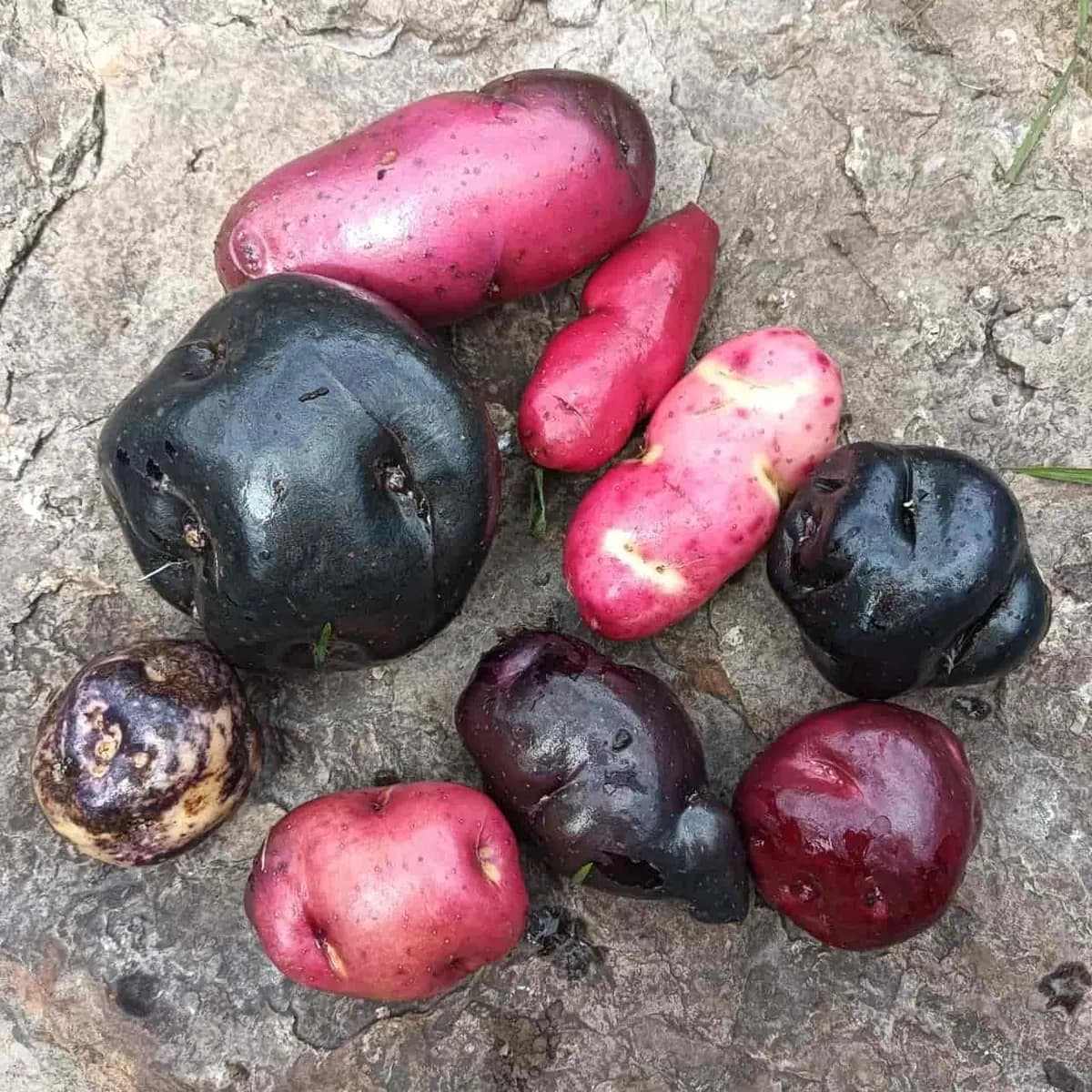 Taller de Papas Nativas